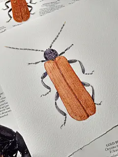 昆虫记 法布圆-马猴烧酒_小圆__涂鸦王国插画