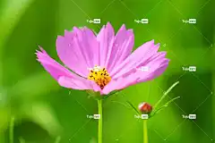 宇宙 花 Cosmea 粉红色的花 花瓣 花壁纸 花卉背景