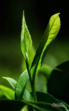 り霸道是种疼爱゛采集到茶之道