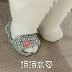 猫猫表情包