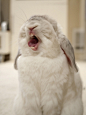 兔子 rabbit