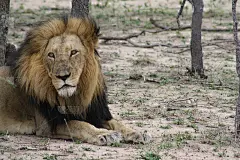 在南非狩猎之旅期间，狮子休息和四处张望的肖像