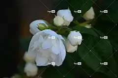 花朵 4K壁纸 春天 花束 Windows壁纸 笔记本电脑壁纸