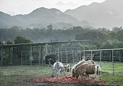 多米尼加共和国的加勒比山区，小马儿和鸵鸟一起吃东西的戏剧性画面。