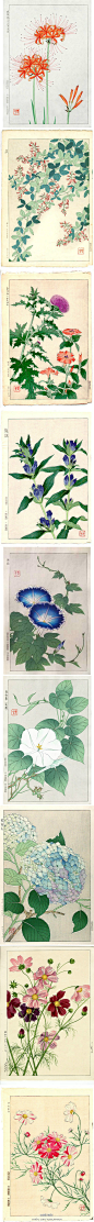 蔓玫蔓玫 
#botanical art# 日本画家kawarazaki。彼岸花，胡枝子，蓟，龙胆，朝颜和夕颜，紫阳，秋樱，都是浓浓和式风味的植物。前两天正好和几个网友聊到关于中西方植物绘画的异同处，虽然这个严格来说不算植物绘画，但神形兼备也很美。嗯，越来越觉得各种美都是相通的。
