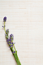 影棚拍摄,花,熏衣草,摄影,芳香的_129312774_Studio shot of fresh lavender_创意图片_Getty Images China