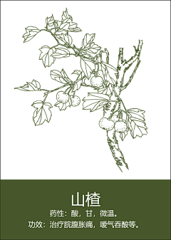 白泽采集到中药插画-线稿