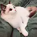 瑗瑗瑗李