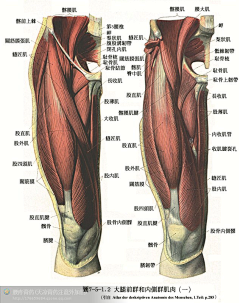 伤心城采集到【角色】人体结构