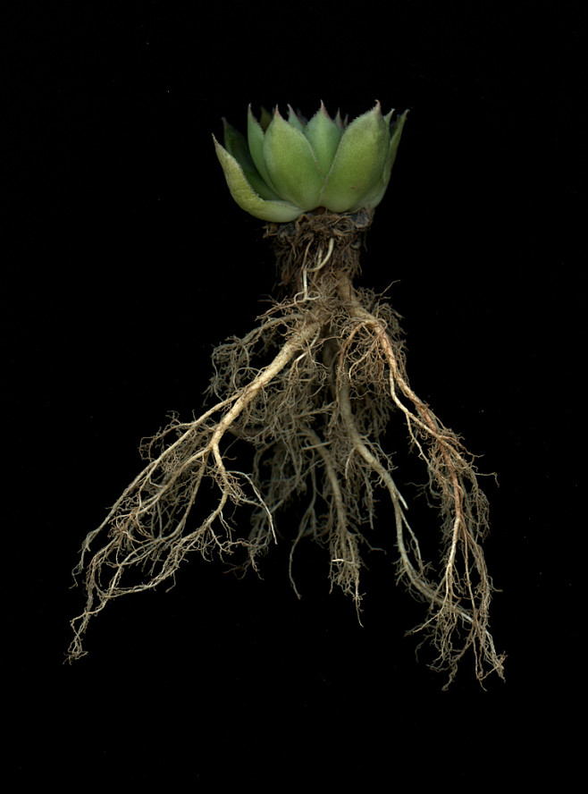 22111 Sempervivum : ...