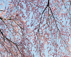 LeapLeaf采集到桜の花