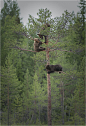 llbwwb:


(via 500px / Young bear / Junge Bären by Hans Rentsch)
