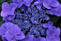 紫罗兰，紫罗兰（Matthiola incana），原产地中海沿岸。为十字花科紫罗兰属下的各个种的植物的统称。别称：草桂花、四桃克 、草紫罗兰。紫罗兰（紫色）： 永恒的美；质朴，美德 。   紫罗兰(蓝色) - 警戒，忠诚，我将永远忠诚；紫罗兰(白色) - 让我们抓住幸福的机会吧