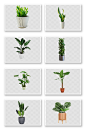 盆栽盆景花盆绿植元素