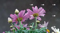 粉色的 自由背景 花朵 自然 壁纸4K 美丽的花朵 免费壁纸