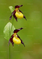 绝世奇花