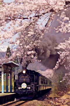 [若说]采集到美景