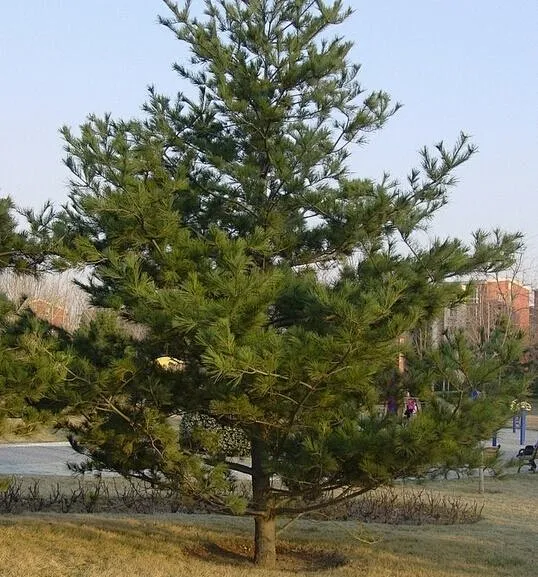 油松 Pinus tabuliformis-花瓣网