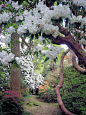 Leonardslee Gardens in West Sussex, England (by MAClarke21).: