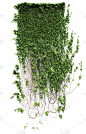 绿色的常春藤植物分离上的白色背景