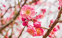 春花系列:梅花春花