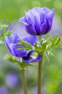 雨丝の落叶采集到花艺 