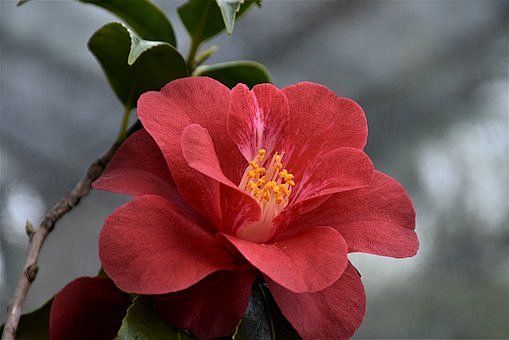 山茶花, 花, 三文鱼颜色, 厂, 邮票...