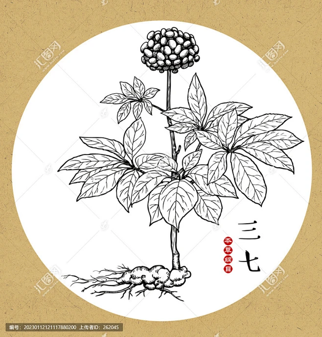 三七 手绘三七 药材 医草 手绘植物花草 手绘中草药 草药 中草药包装插画 三七包装插画 草本植物 中草药 中药本草纲目 百草集 手绘三七线描 ...