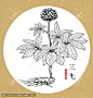 三七 手绘三七 药材 医草 手绘植物花草 手绘中草药 草药 中草药包装插画 三七包装插画 草本植物 中草药 中药本草纲目 百草集 手绘三七线描插画