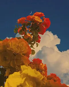 壁纸｜唯美花海 你要知道，因为快乐才去买花，而不是因为买了花才快乐。 - 堆糖