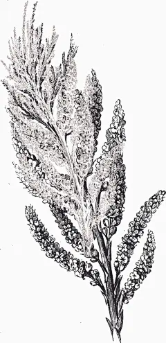 梧桐花  - 源文件下载【酷图网】中草药,草药,中药,线稿,矢量,人参,紫草,益母草,洋甘菊,土木香,松果菊,蒲公英,芦荟,牛蒡,山金车,枸杞,紫苏,雪松,依兰,菩提树花,枸骨叶,何首乌,天麻,生姜,虫草,梧桐花,