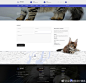 一组给喵星人的猫咪宠物店官网设计参考 #电商官网设计精选# #网页设计#