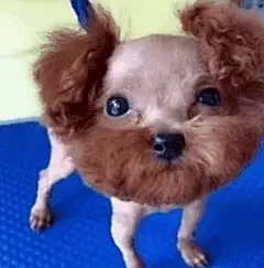 有点离谱的表情包