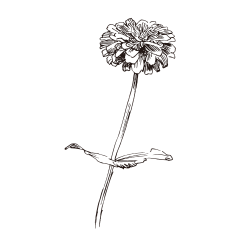 玲玲乌拉采集到手绘稿植物免扣素材