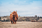 Scottish highlanders : Collection of shots of Scottish highlanders roaming the sandy dunes of Noord Holland.