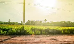 泰国的乡村公路，日出时电线杆