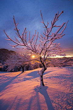 拉拉杂杂采集到雪