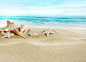 Download wallpaper seashells, sand, beach, seashells, beach, sand, sea, nature resolution 4845x3518