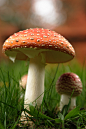 Fransiscus Herry在 500px 上的照片Amanita muscaria