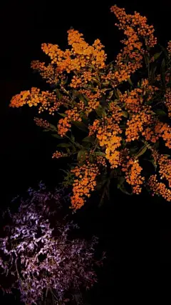 苹果ios9.1自带壁纸