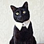 @olivierhornecker on Instagram: “Business cat :) #animals #animal #pet #TagsForLikes #dog #cat #dogs #cats #photooftheday #cute #pets #instagood #animales #cute #love…”
猫、喵星人、黑猫