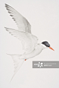 Arctic Tern (Sterna paradisaea) in flight.
