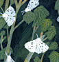 Moths by Becca Stadtlander