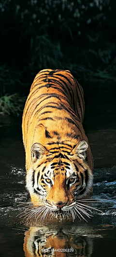 老姜丝儿采集到猛兽