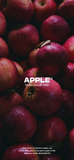 Apple壁纸 - 小红书