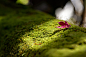 Photograph Fall on the moss by Hidetoshi Kikuchi on 500px