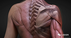D小海~采集到人体参考┊肌肉骨骼┊