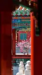 #爱上这座城#春色一年年，年年花共妍。流连百花深处。 ​​​​