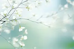 白色花朵简约唯美花朵壁纸素材