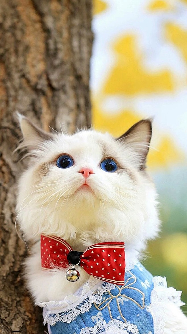 可爱猫咪 ​​​​